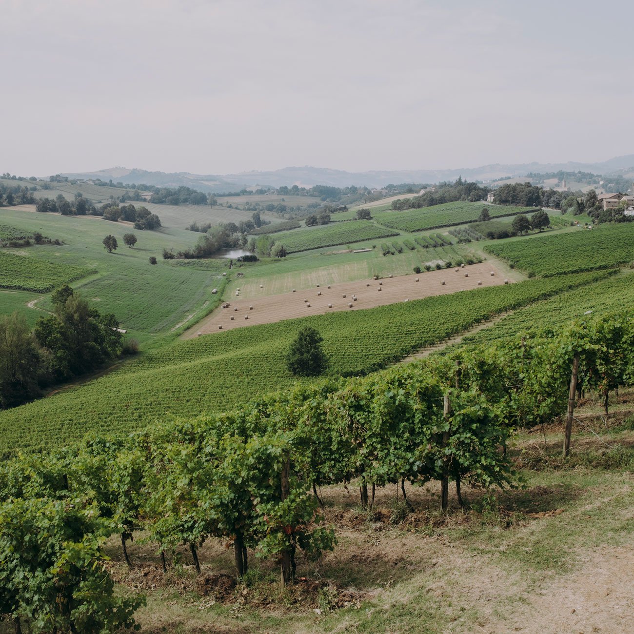 emilio-vigneto-wine