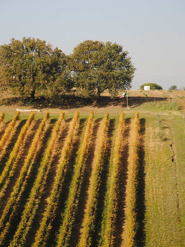 levizzano